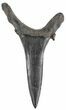 Fossil Sand Shark (Odontaspis) Tooth - Georgia #61629-1